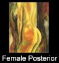 Female Posterior